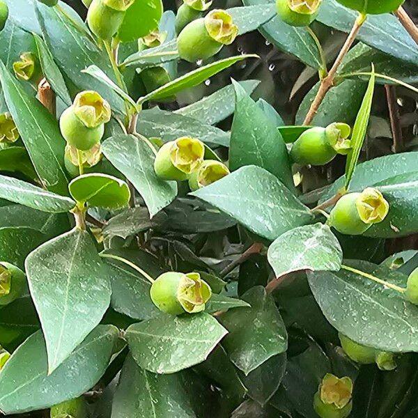 Myrtus communis Fruit