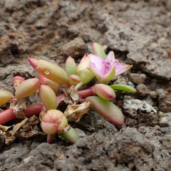 Sesuvium portulacastrum फूल