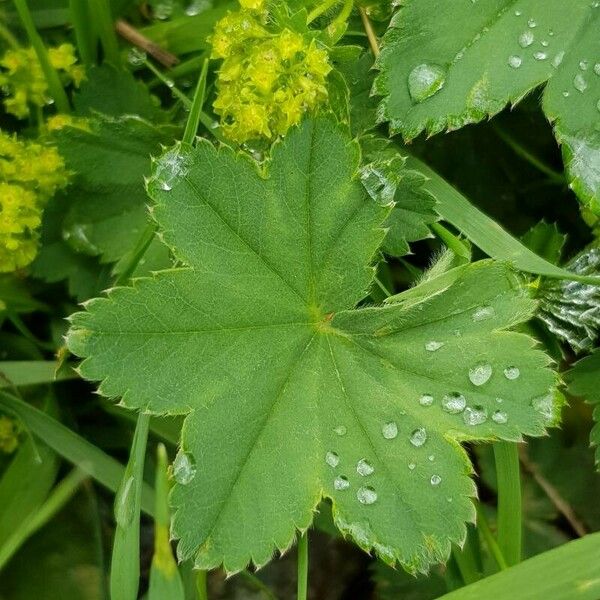 Alchemilla monticola Лист