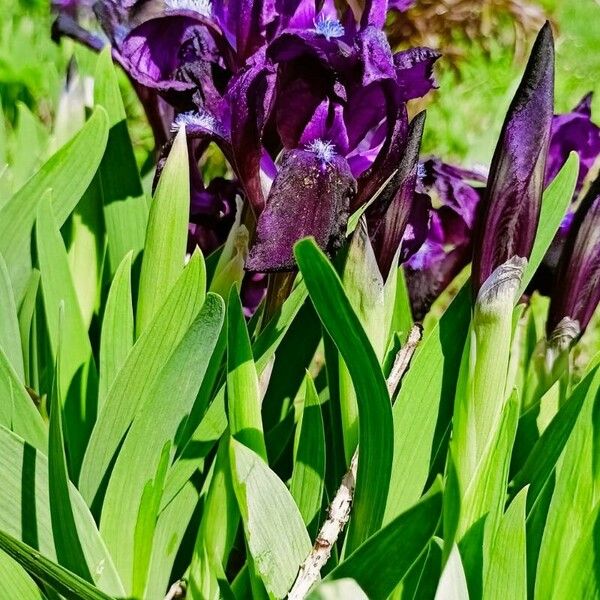 Iris pumila 葉