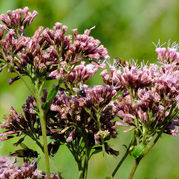 Eupatorium cannabinum Цвят