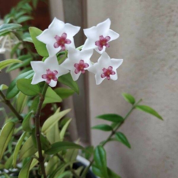 Hoya bella Flors