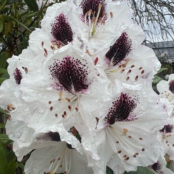 Rhododendron praevernum Kvet