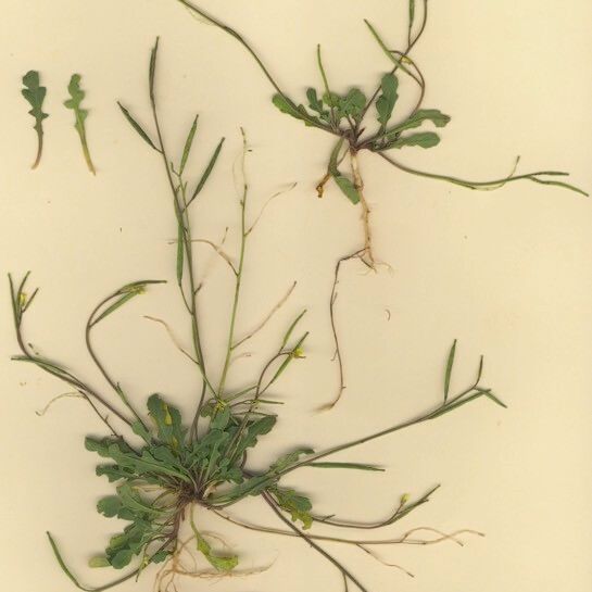 Diplotaxis viminea Alkat (teljes növény)