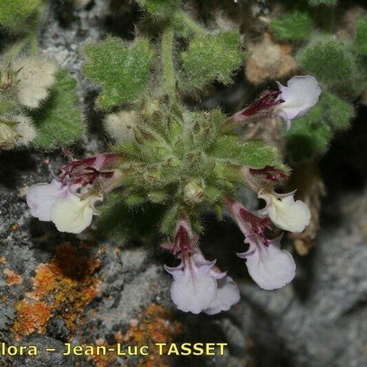 Teucrium rotundifolium Flower