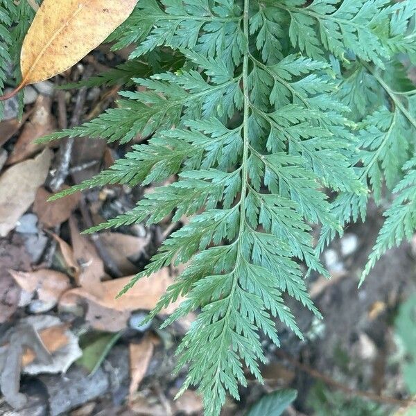 Asplenium onopteris List