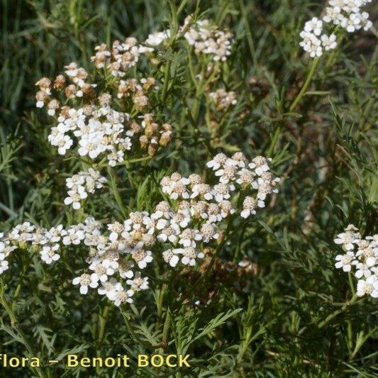 Achillea chamaemelifolia Хабит