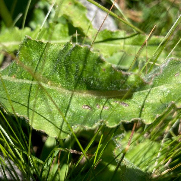 Campanula spicata Feuille