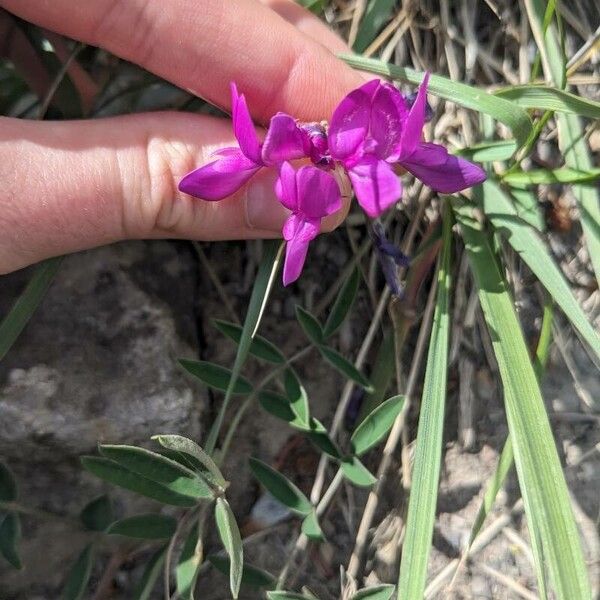 Hedysarum boreale Blomst