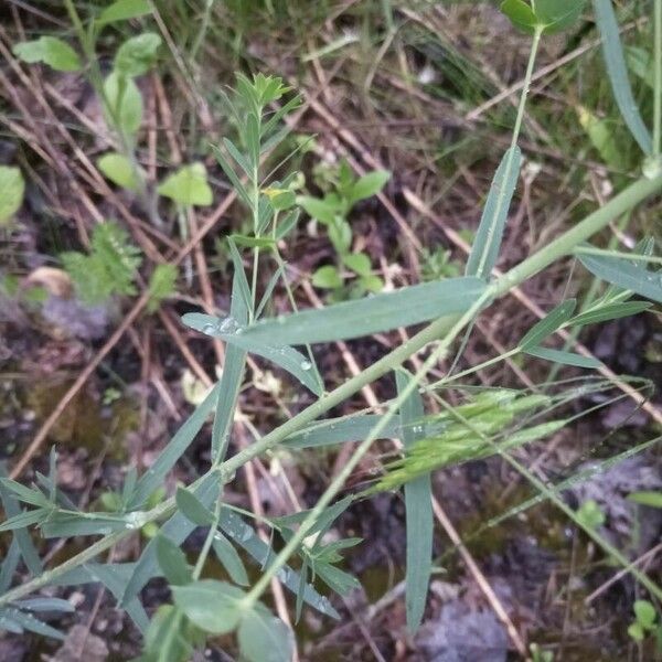 Euphorbia esula Levél