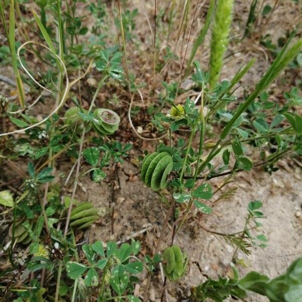 Medicago orbicularis Fruit