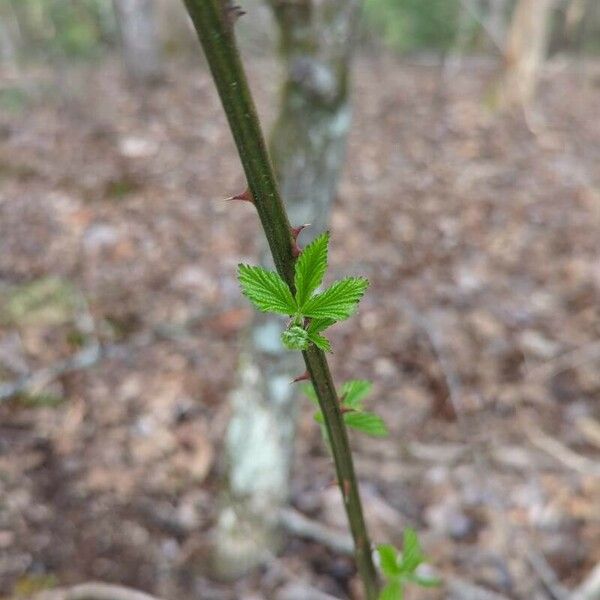 Rubus pensilvanicus Fuelha