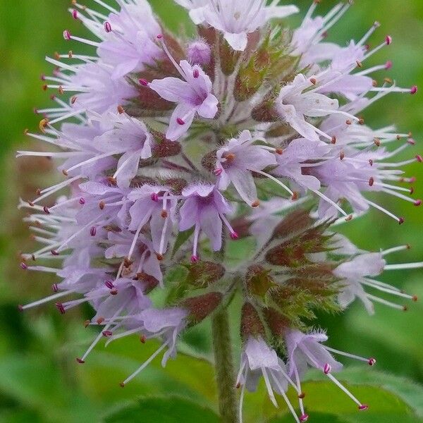 Mentha aquatica 花