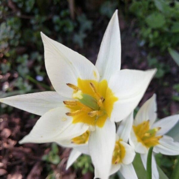 Tulipa turkestanica Flor