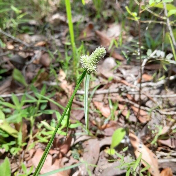 Cyperus sesquiflorus Кветка