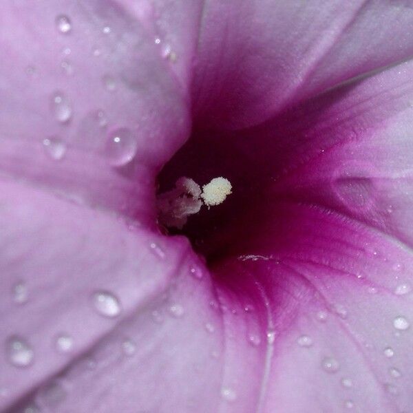 Ipomoea tiliacea Flors