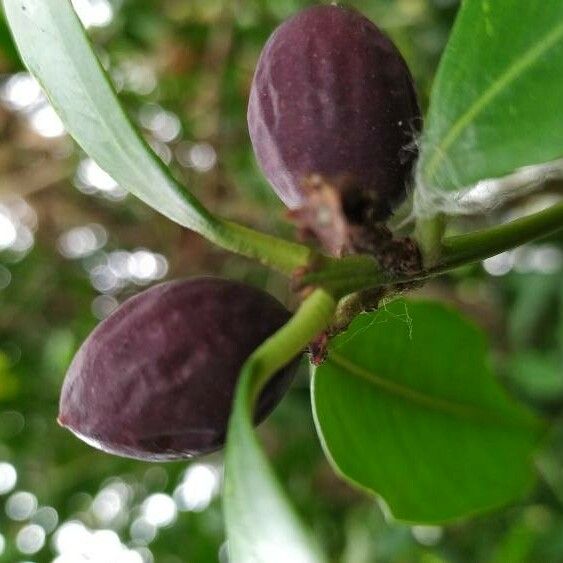 Acokanthera oblongifolia Frucht