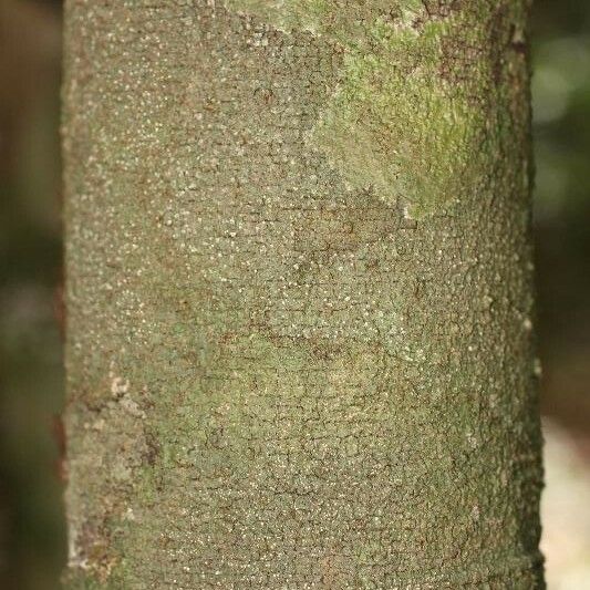 Lacmellea aculeata Bark