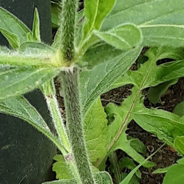 Silene noctiflora چھال