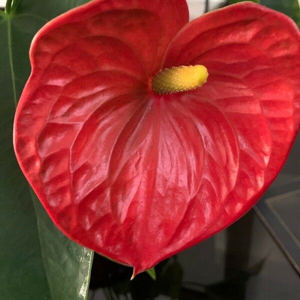 Anthurium andraeanum Flower