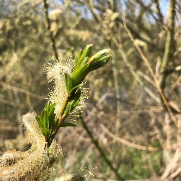 Salix atrocinerea Flower