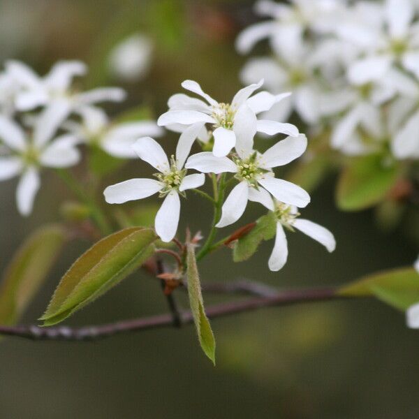 Amelanchier arborea Blodyn