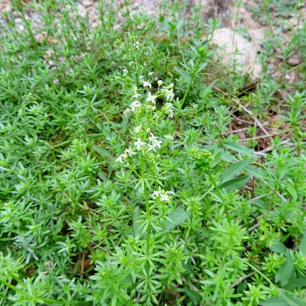 Galium lucidum ᱛᱟᱦᱮᱸ