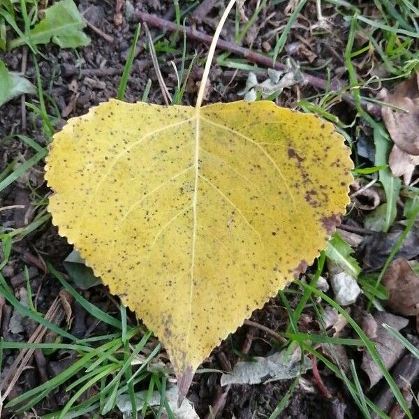 Populus nigra Frunză