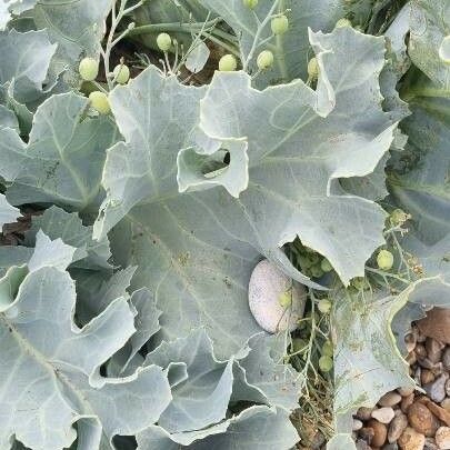 Crambe maritima Blad