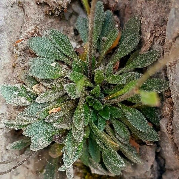 Kernera saxatilis Fuelha