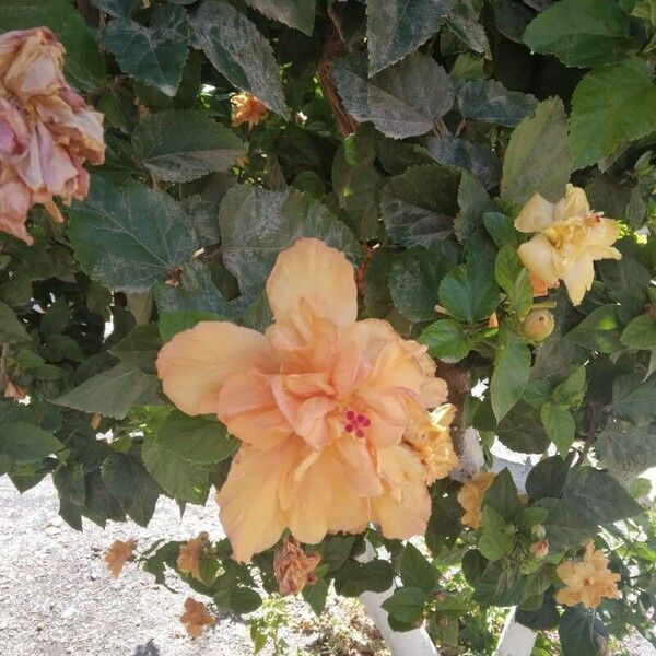 Hibiscus rosa-sinensis Flower