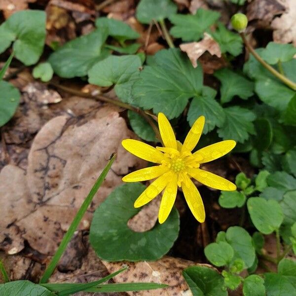 Ficaria verna Flower