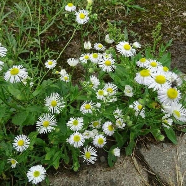 Erigeron annuus 花