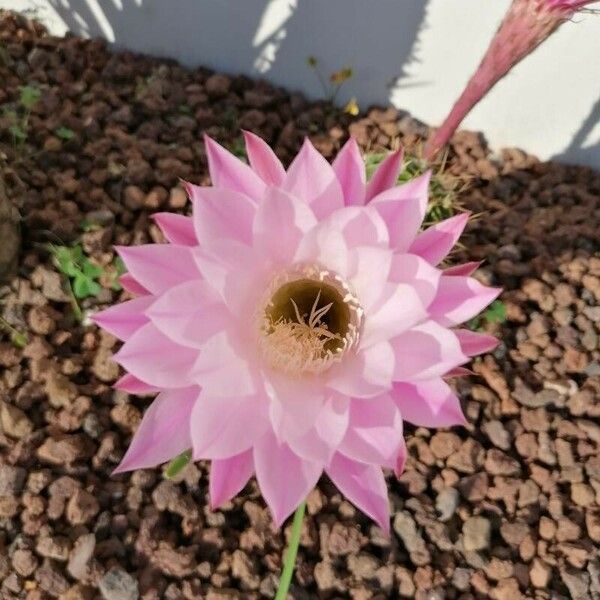 Echinopsis oxygona 花