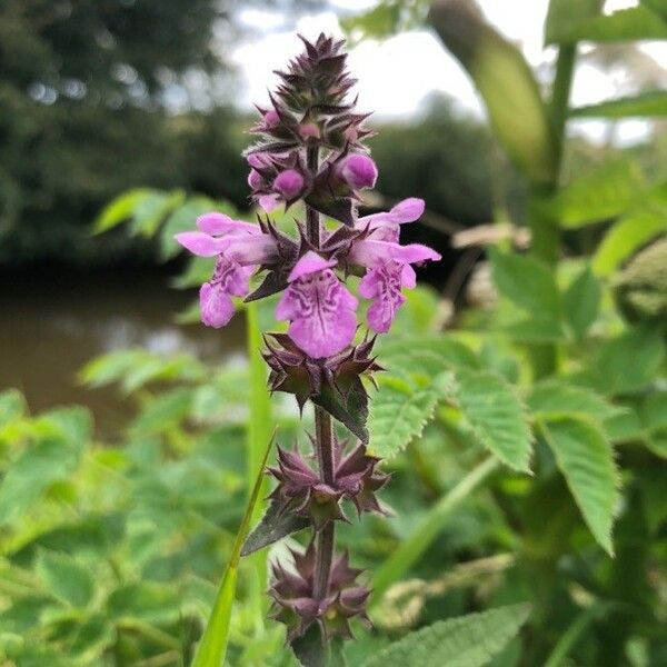 Stachys palustris Flower