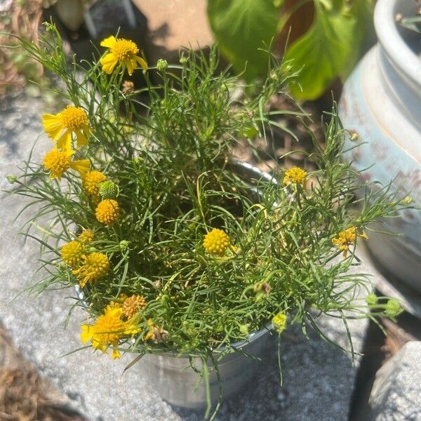 Helenium amarum Ліст