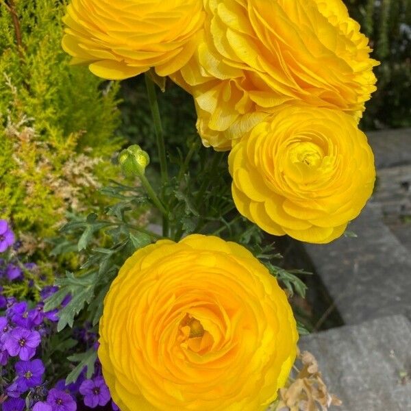 Ranunculus asiaticus 形態