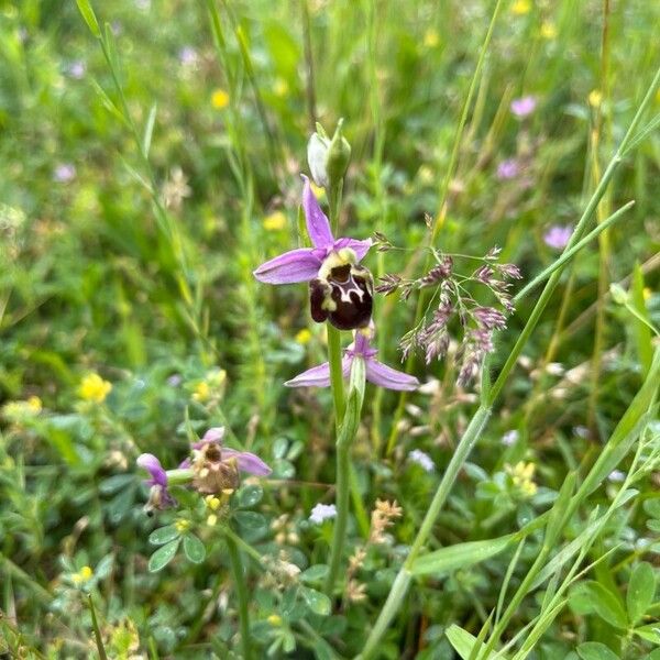 Ophrys holosericea Květ