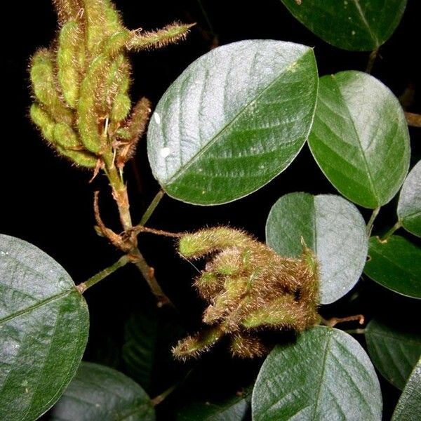 Desmodium heterocarpon Other