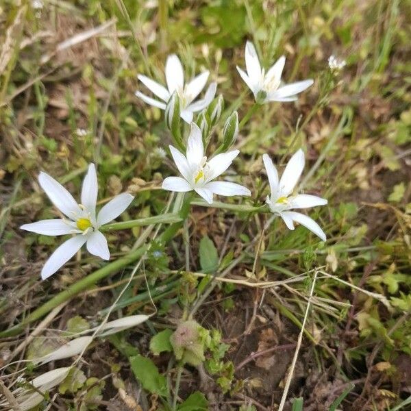 Ornithogalum orthophyllum Fleur