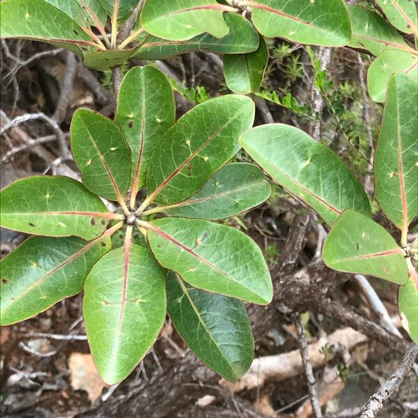 Terminalia gatopensis ᱛᱟᱦᱮᱸ