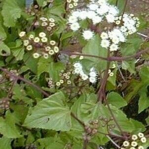 Ageratina adenophora Λουλούδι