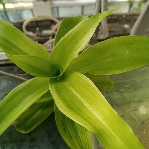 Callisia fragrans Blad