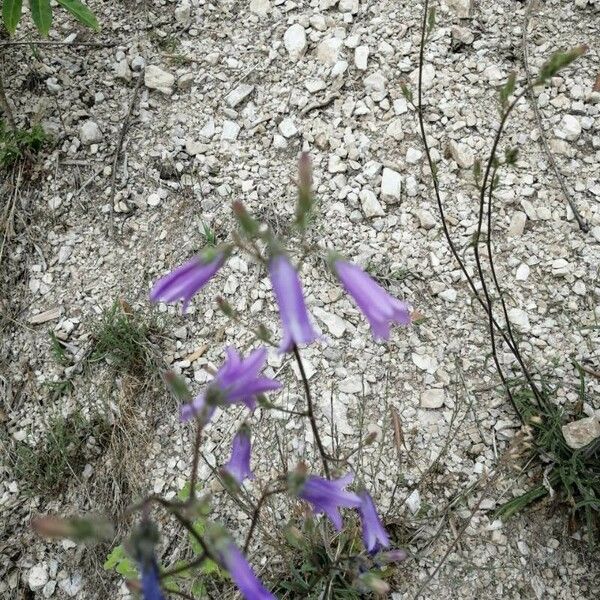 Campanula sibirica Blomma