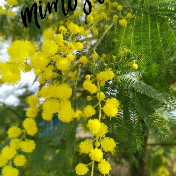 Acacia baileyana Blodyn