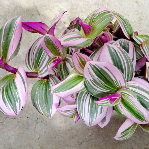 Tradescantia fluminensis برگ