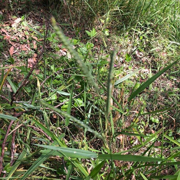 Urochloa eminii Hábito