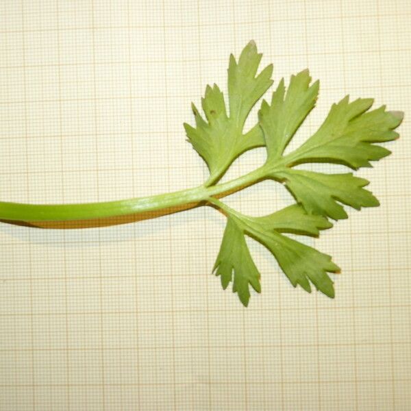 Ranunculus trilobus Leaf