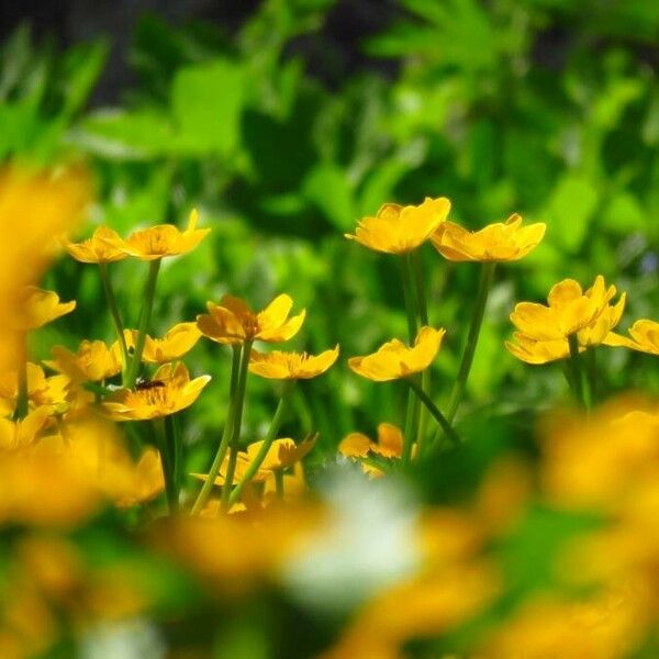 Ranunculus montanus 花