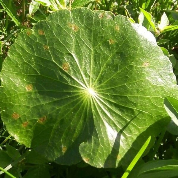 Hydrocotyle bonariensis Leaf